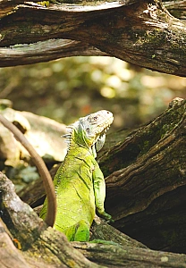 Iguane vert